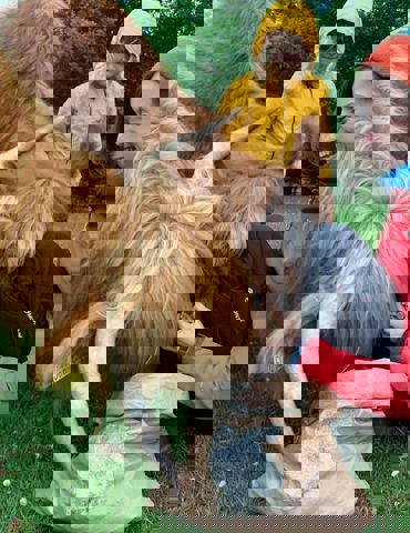 highland-coo-gallery 1