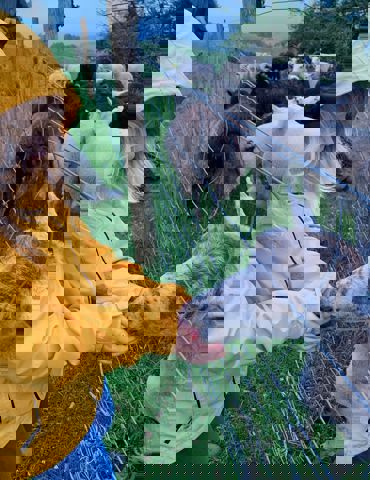 highland-coo-gallery 2
