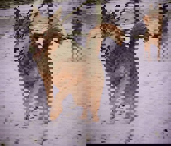 Nessie